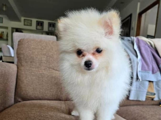Male pomeranian
White DOB dec.03,2025
With PCCI papers
And 3 deworming 3 vaccine 5&1