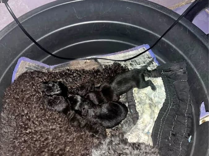 mixed breed, chihuahua x poodle