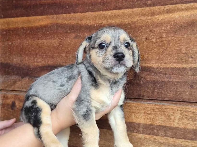 Merl3 fr00dle puppies