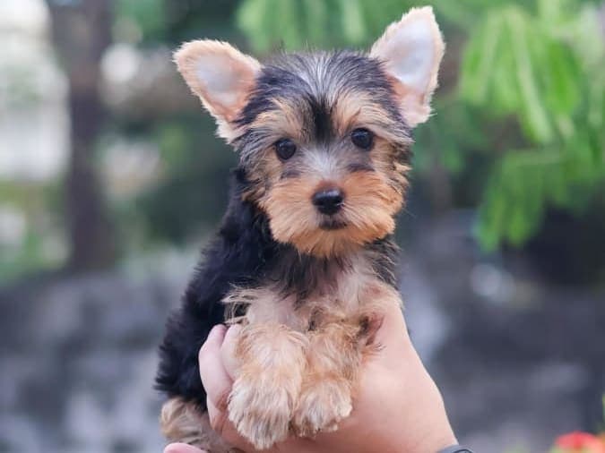 Teacup Yorkshire Terrier Puppies for Sale – MINIPET Philippines