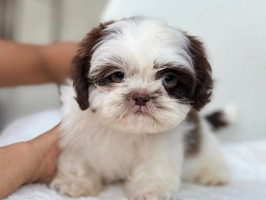 Fluffy Shih Tzu Puppies for Sale – Princess Type | The Brave Paws