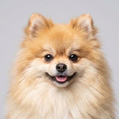 Pomeranian for sale