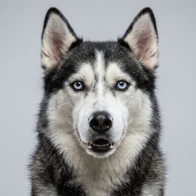 Siberian Husky for sale