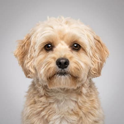 Shih-Poo for sale
