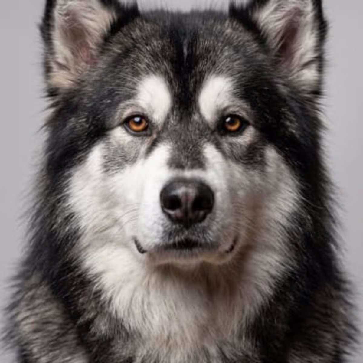 Alaskan Malamute for sale