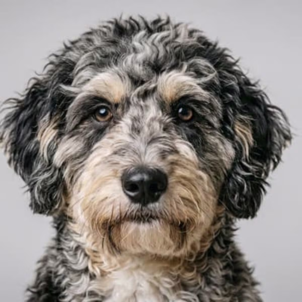Aussiedoodle for sale