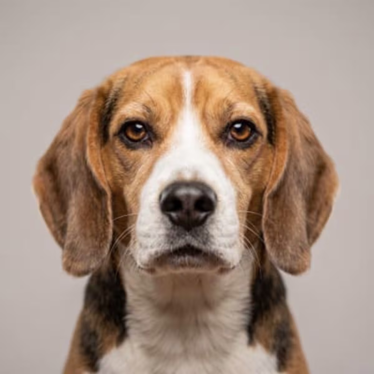 Beagle for sale