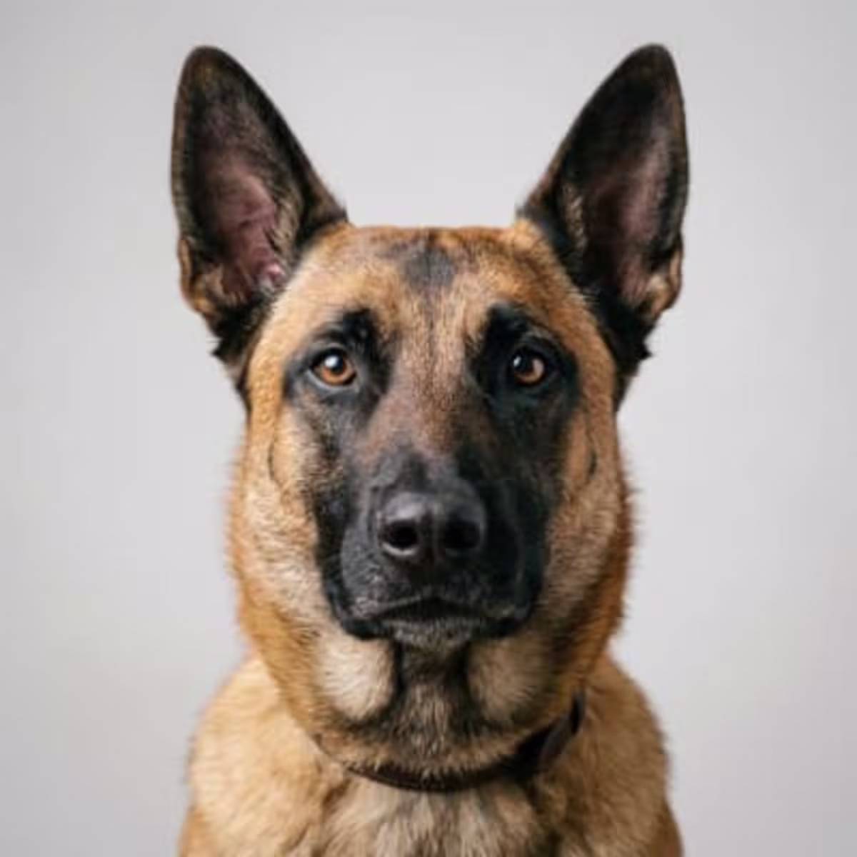 Belgian Malinois for sale