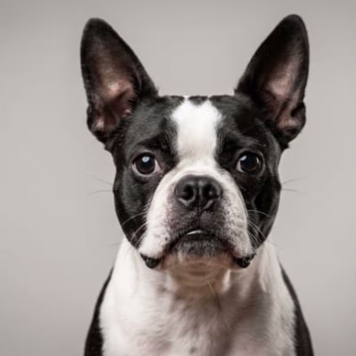 Boston Terrier for sale