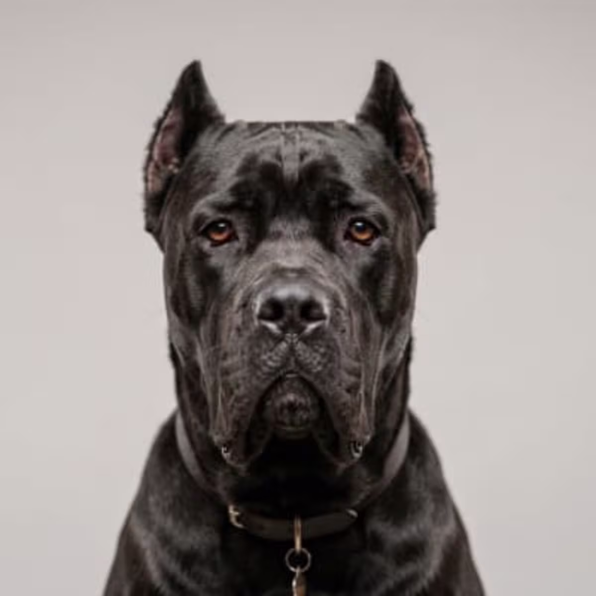 Cane Corso for sale