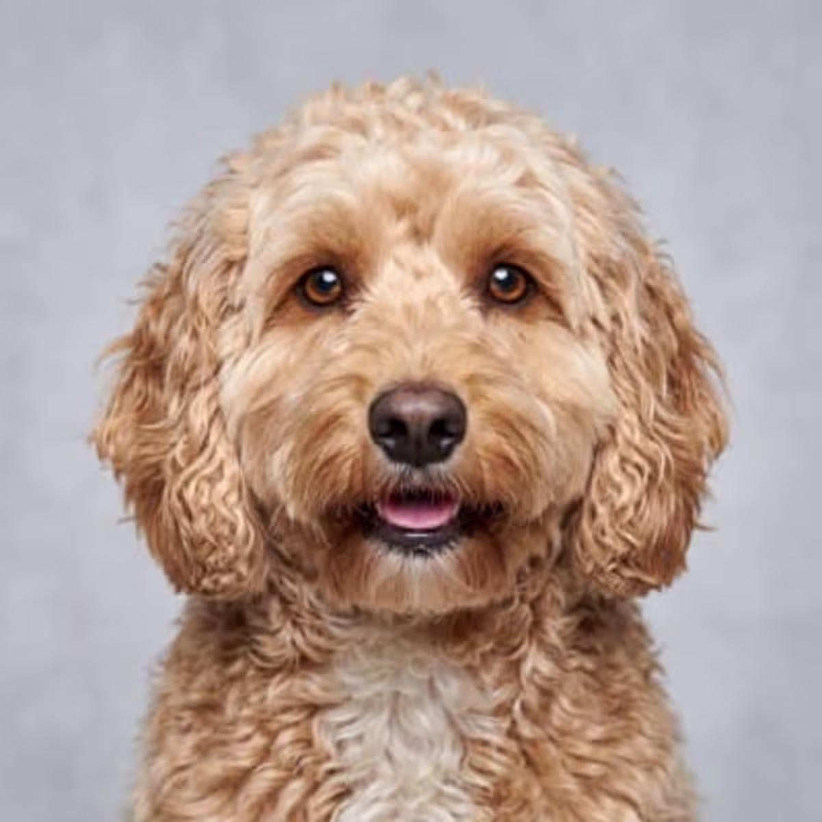 Cockapoo for sale
