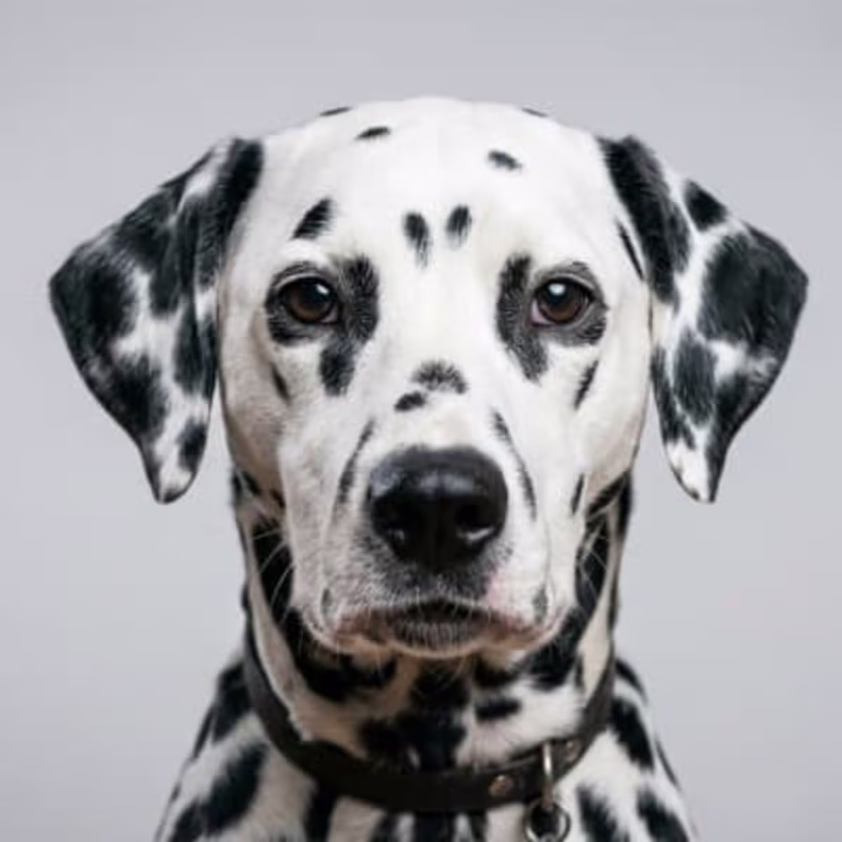Dalmatian for sale