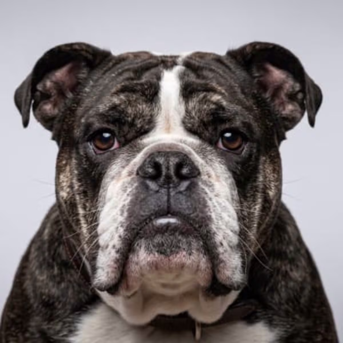 English Bulldog for sale