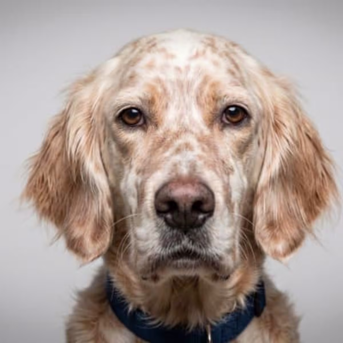English Setter for sale