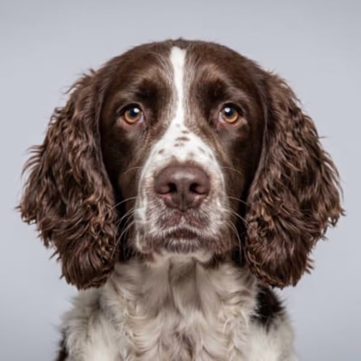 English Springer Spaniel for sale