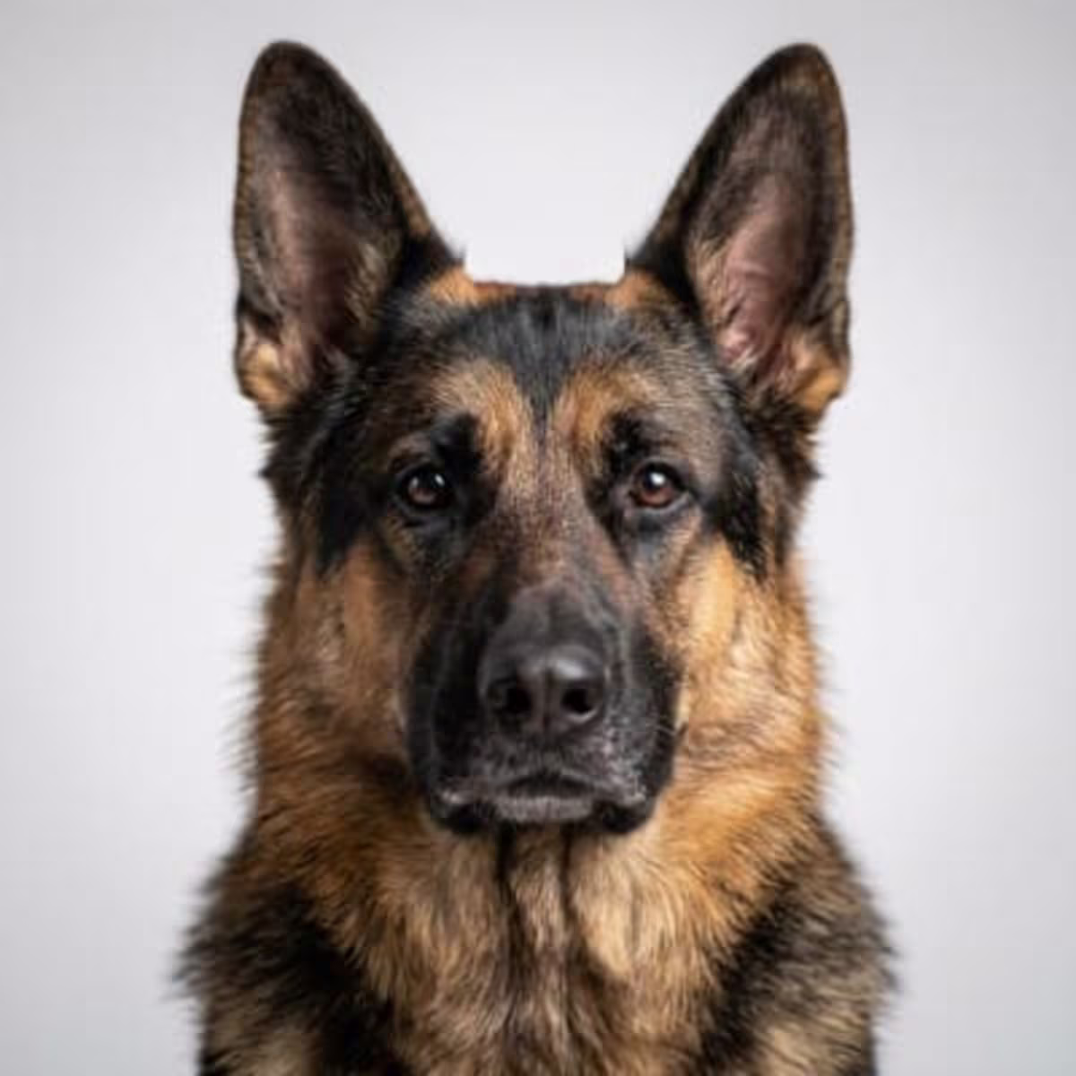 German Shepherd for sale