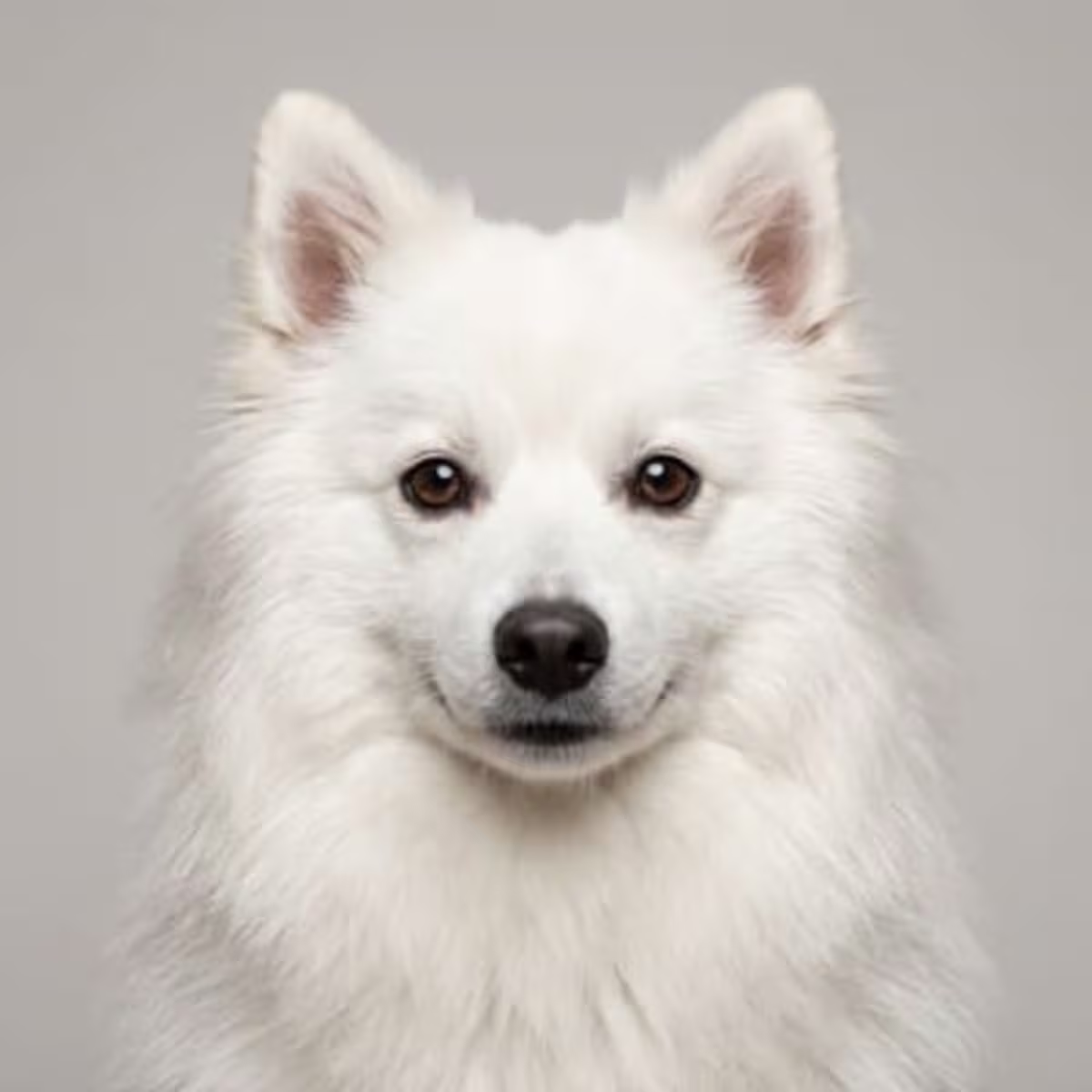 German Spitz for sale