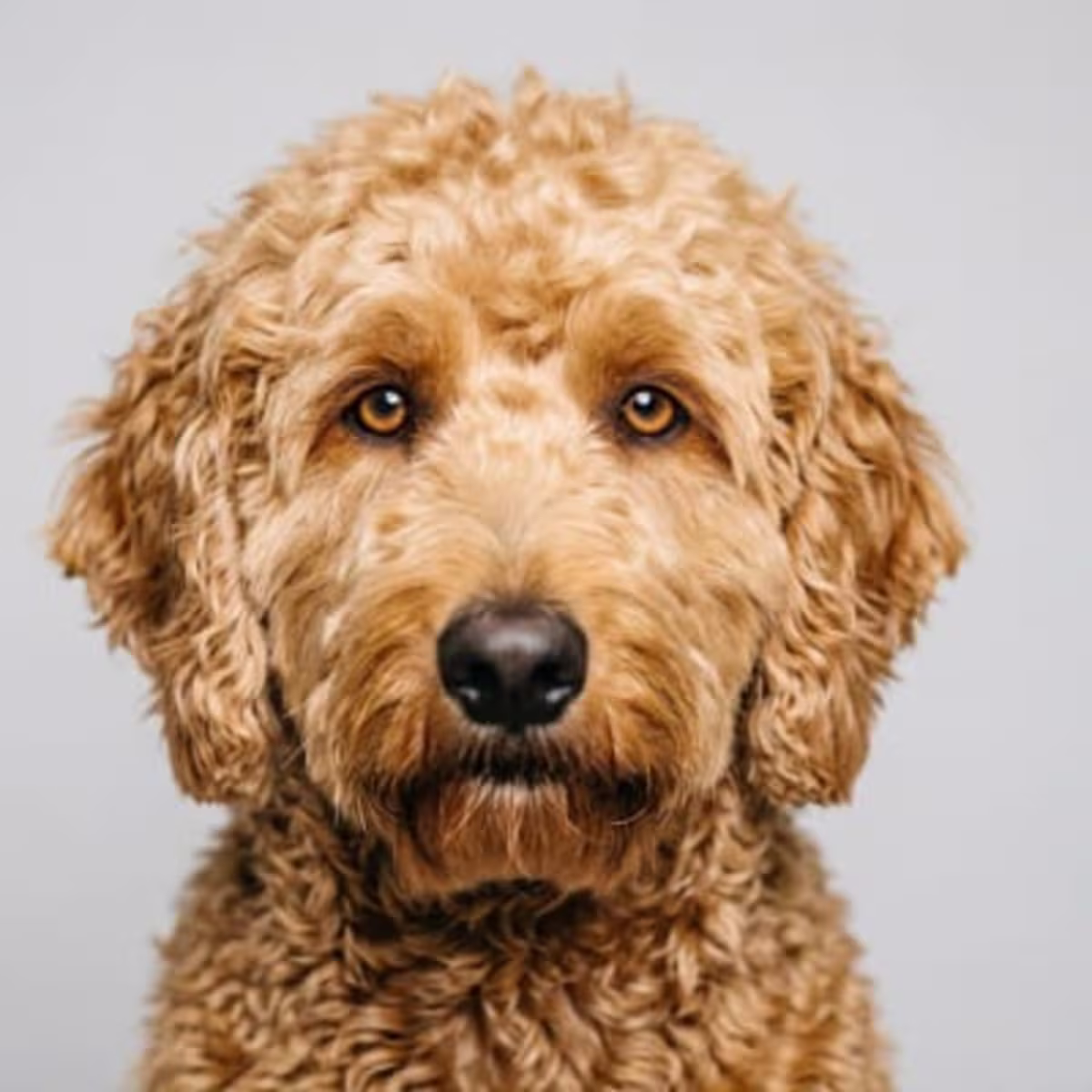 Goldendoodle for sale