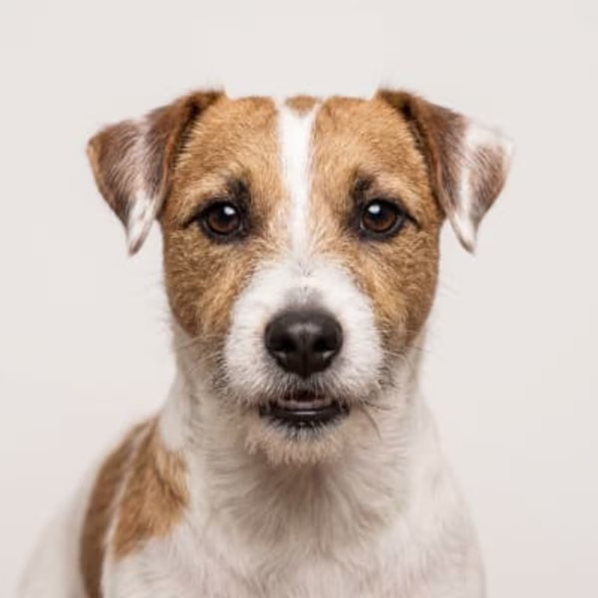 Jack Russell Terrier for sale