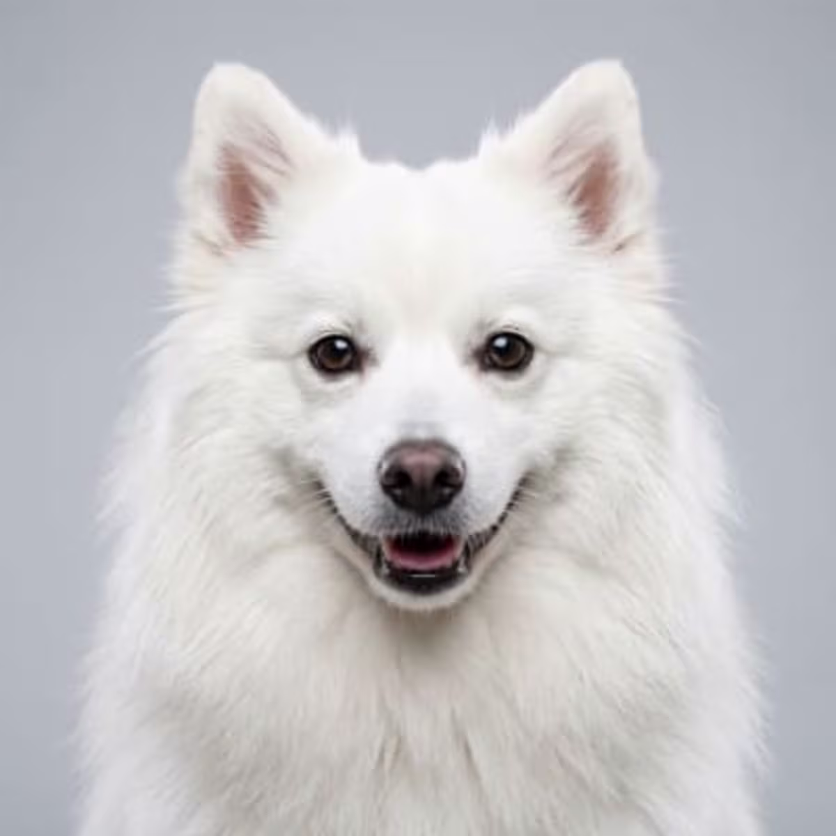 Japanese Spitz for sale