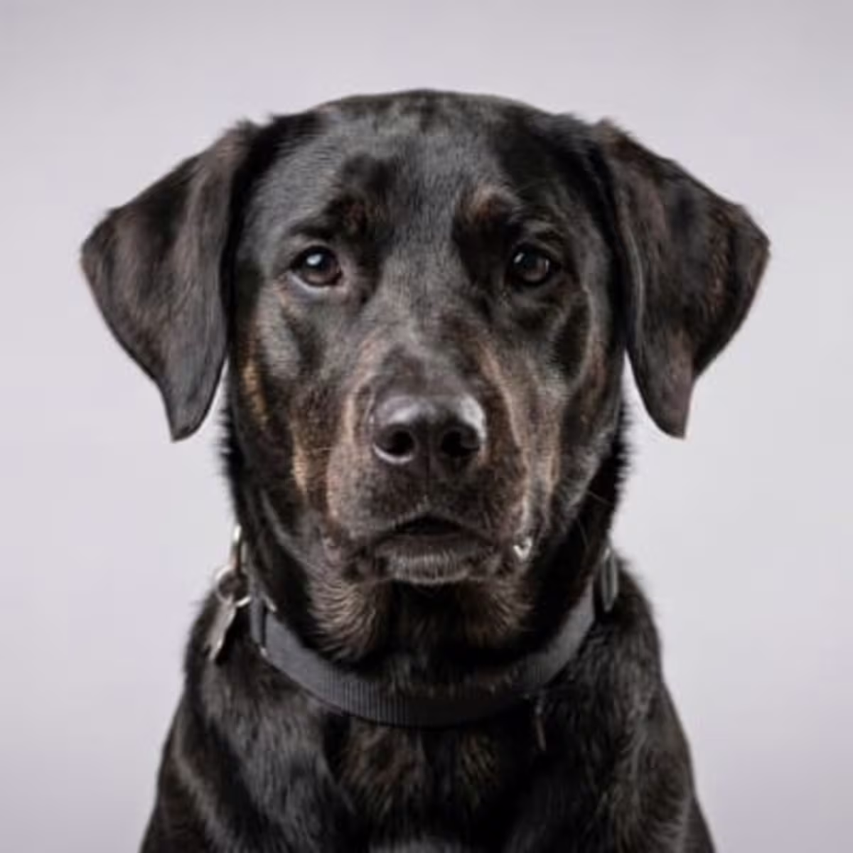 Labrador Mix for sale