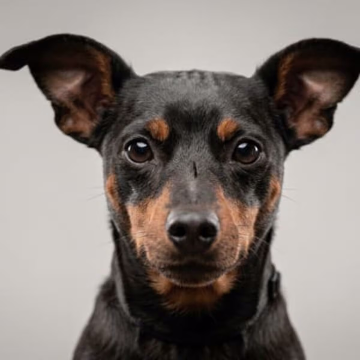 Miniature Pinscher for sale