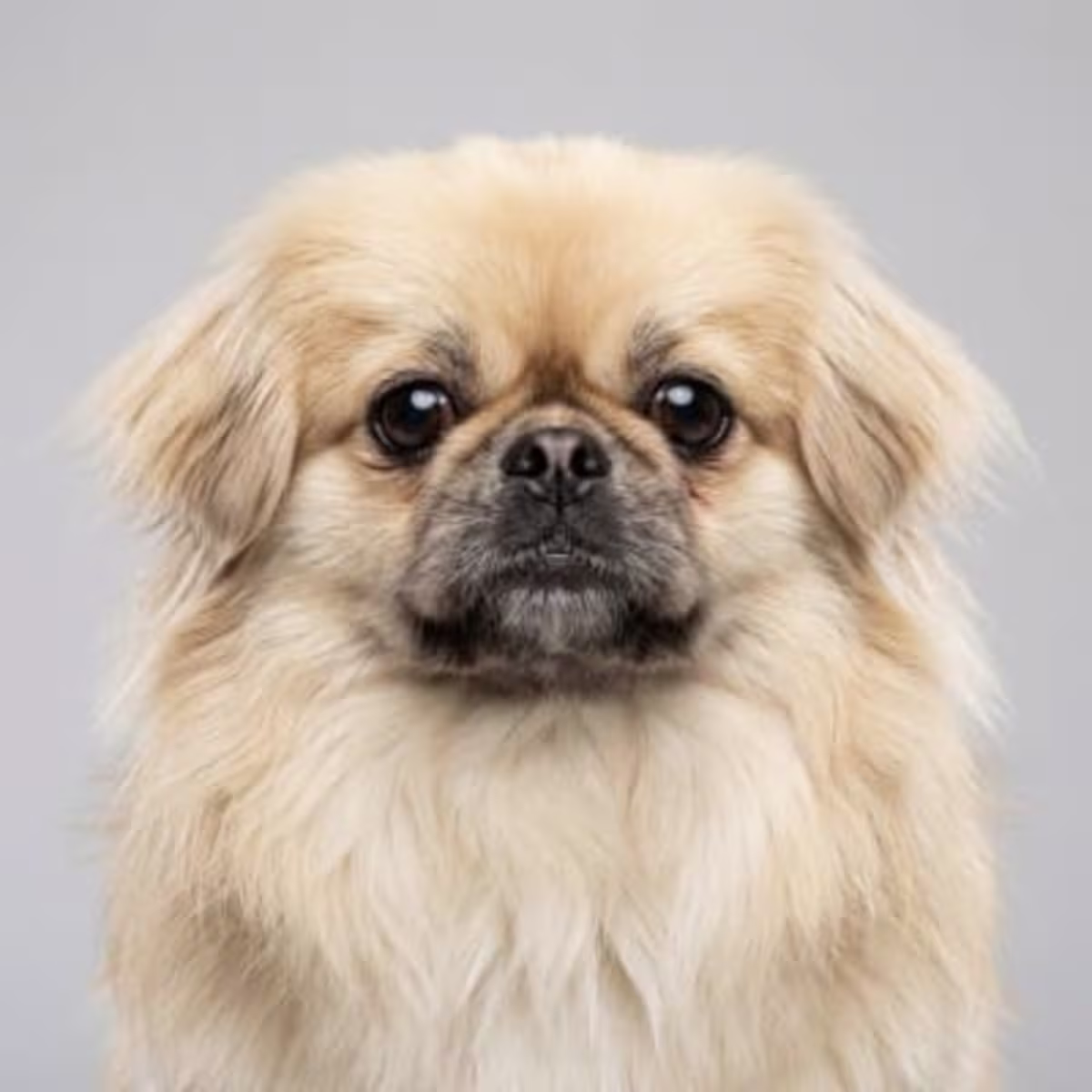 Pekingese for sale