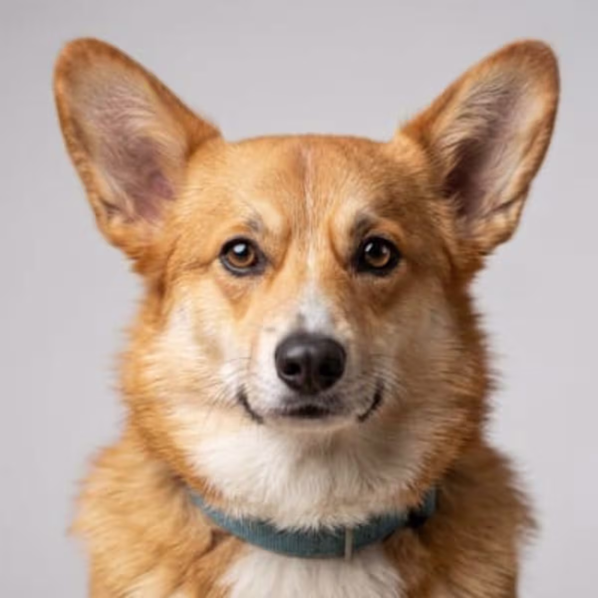 Pembroke Welsh Corgi for sale