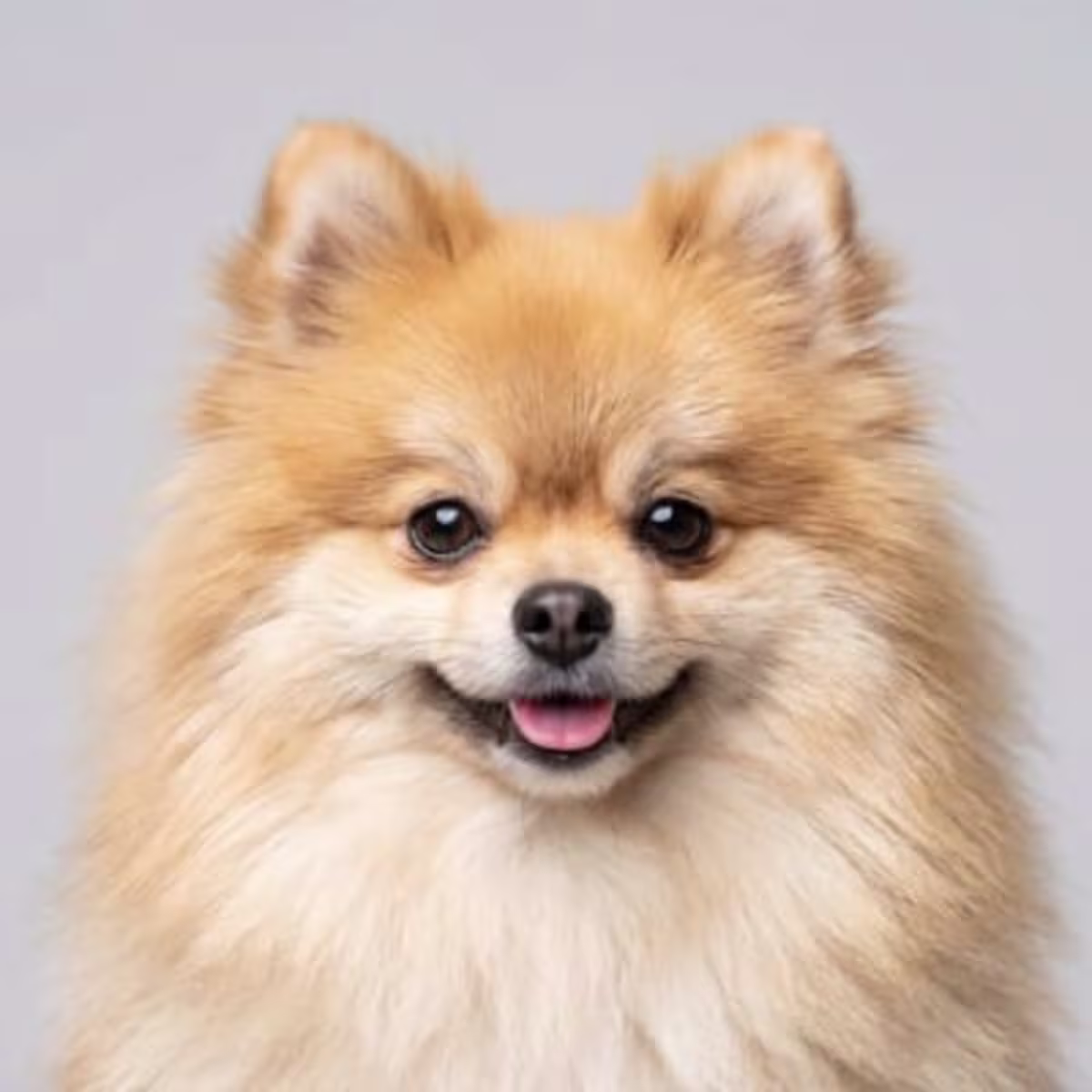 Pomeranian for sale
