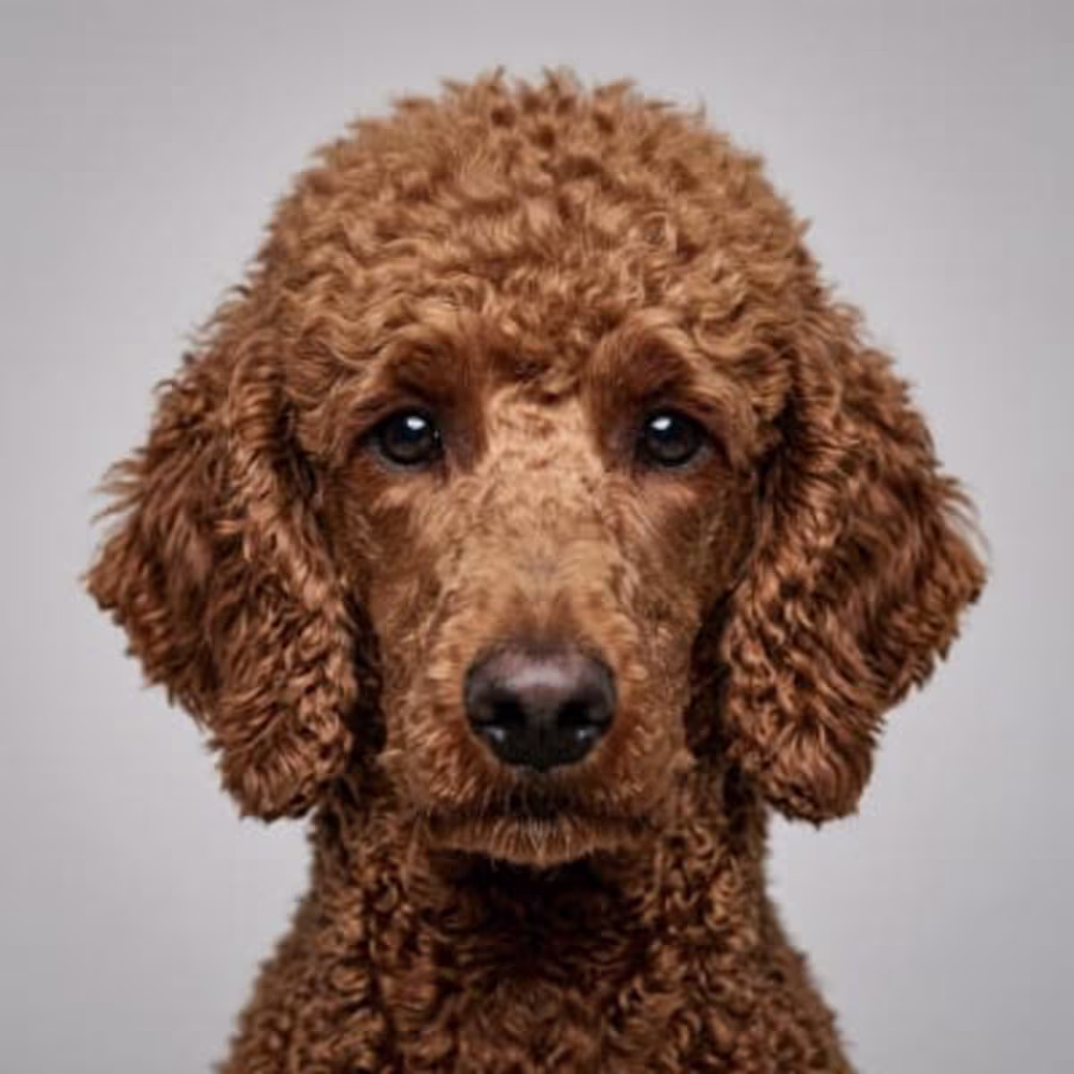 Poodle (Standard) for sale