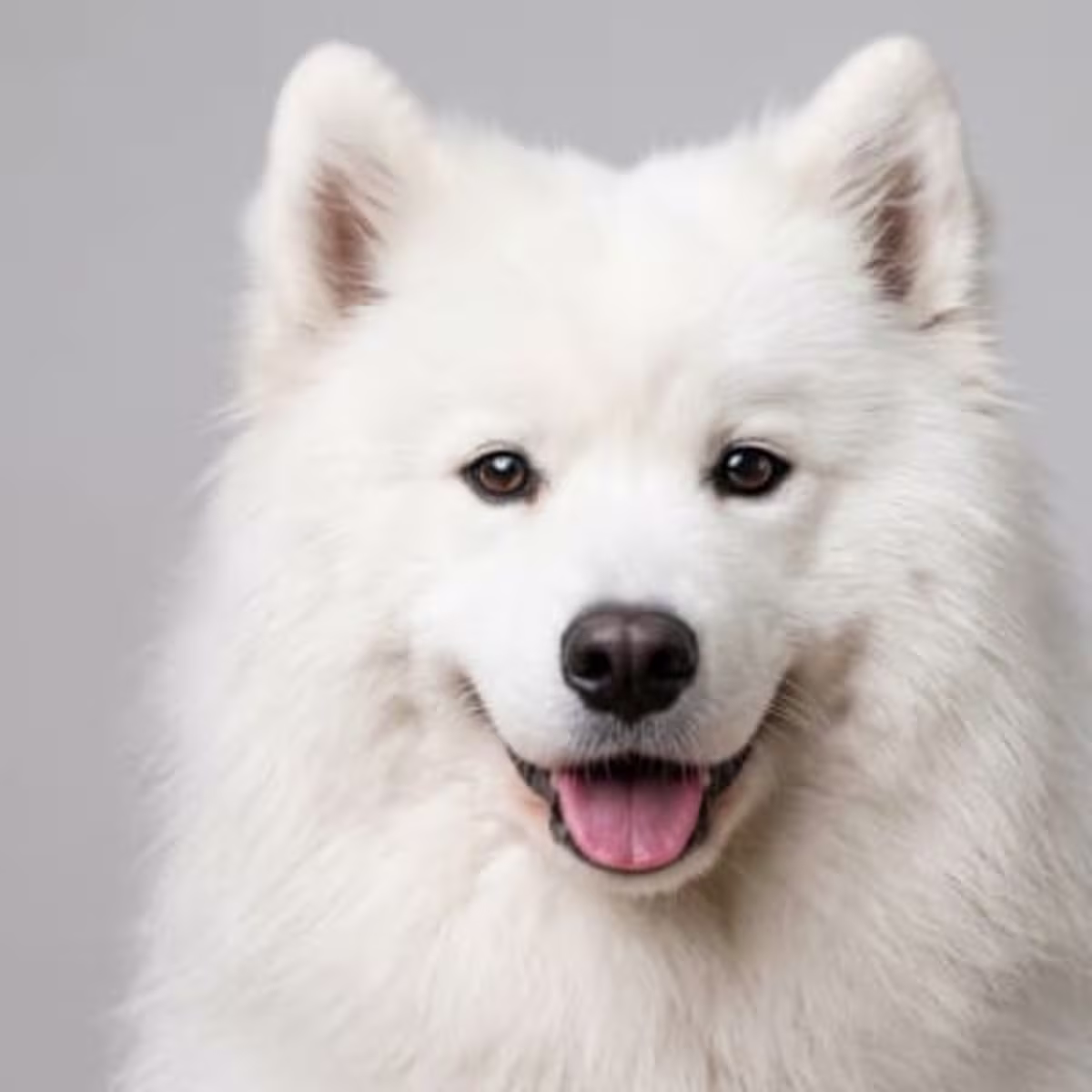 Samoyed for sale