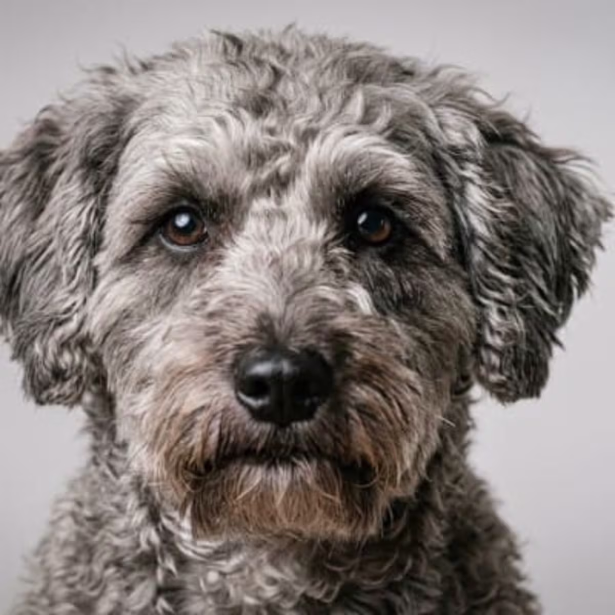 Schnoodle for sale