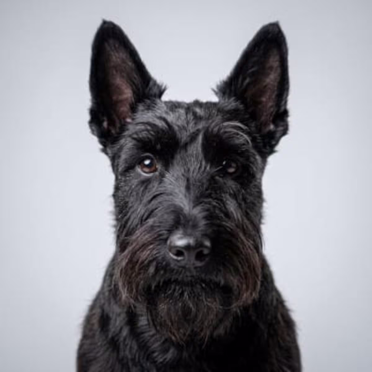 Scottish Terrier for sale