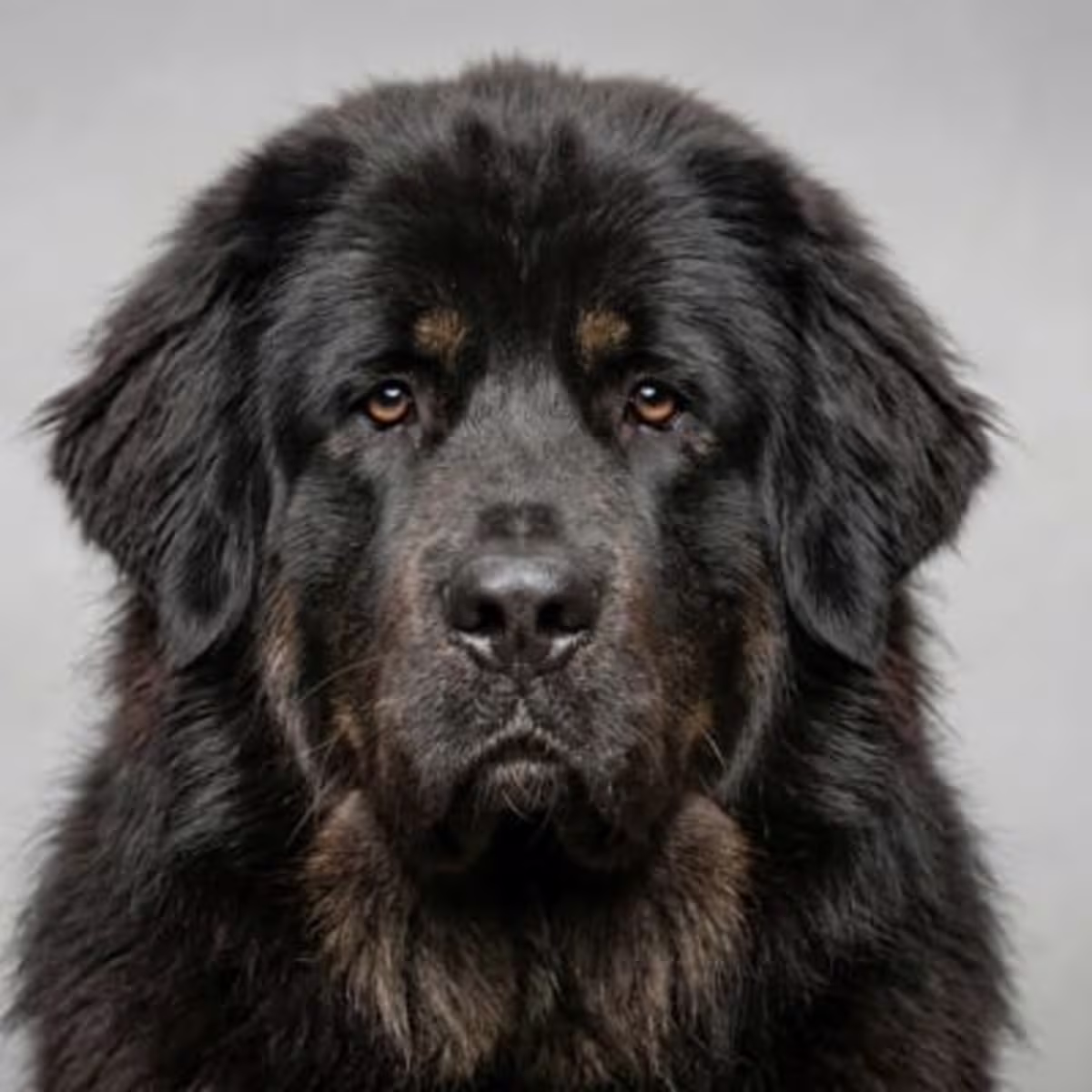 Tibetan Mastiff for sale