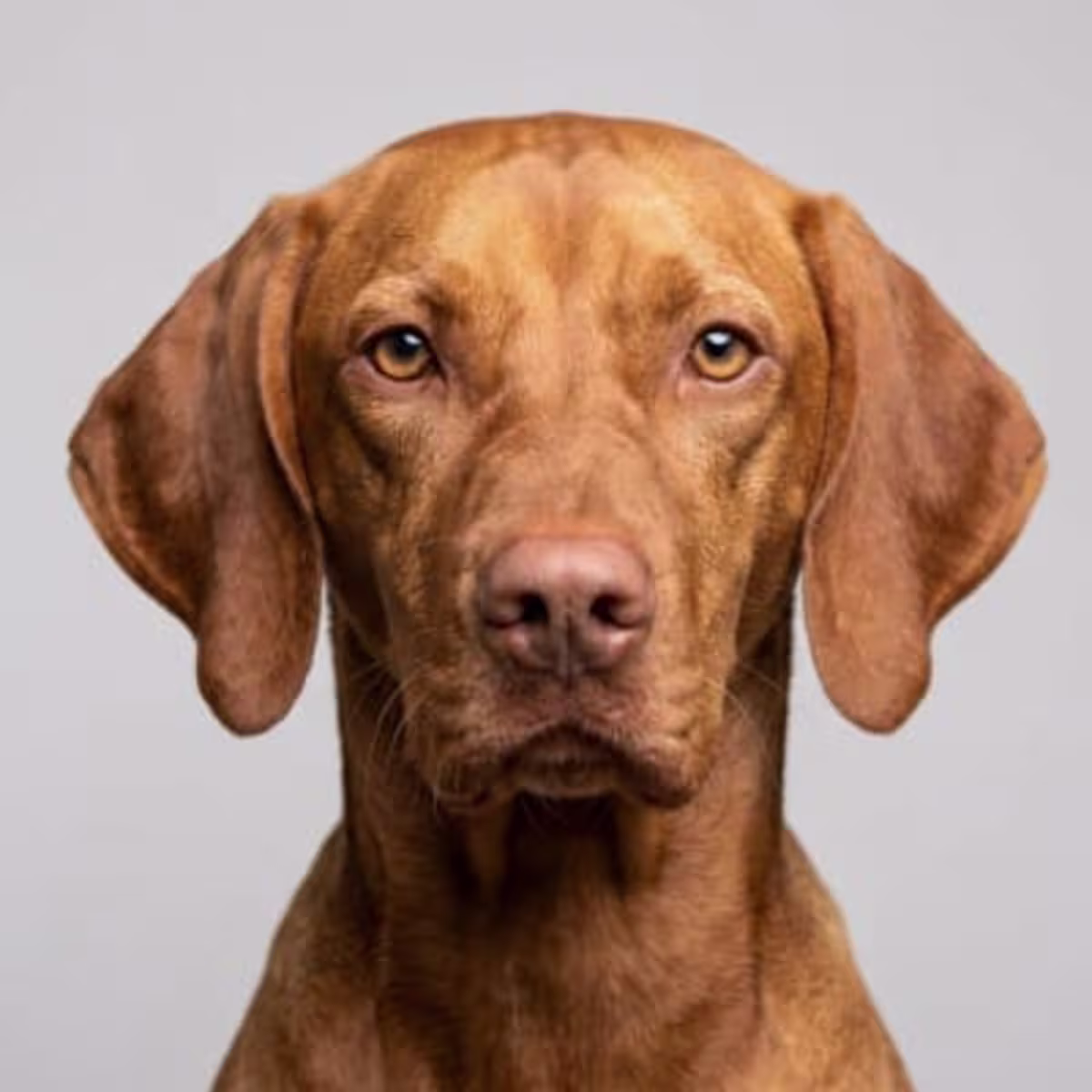 Vizsla for sale