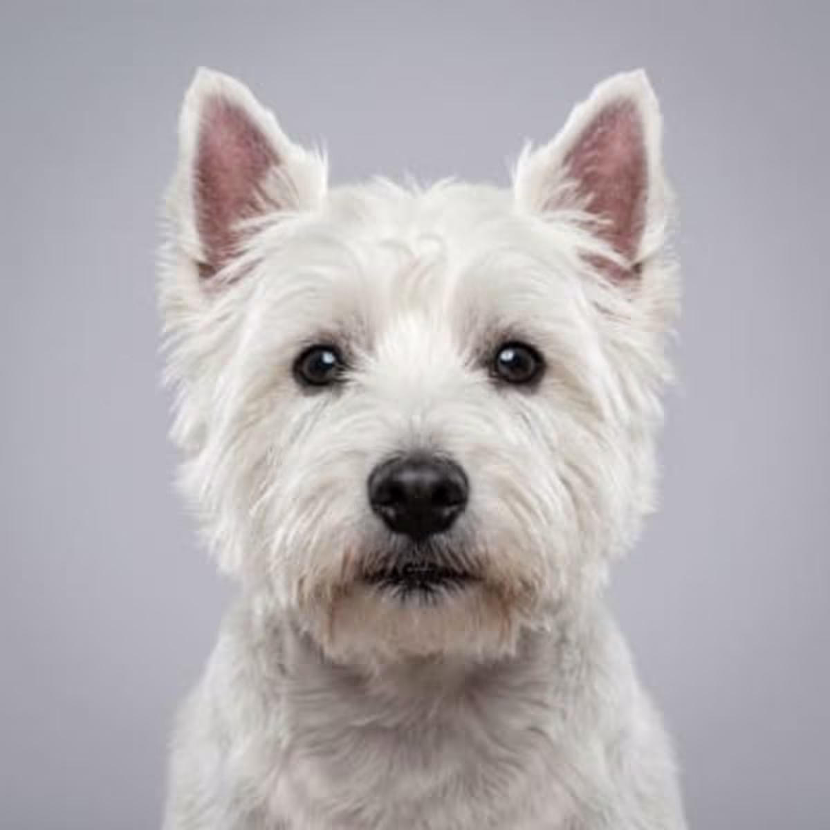 West Highland White Terrier for sale