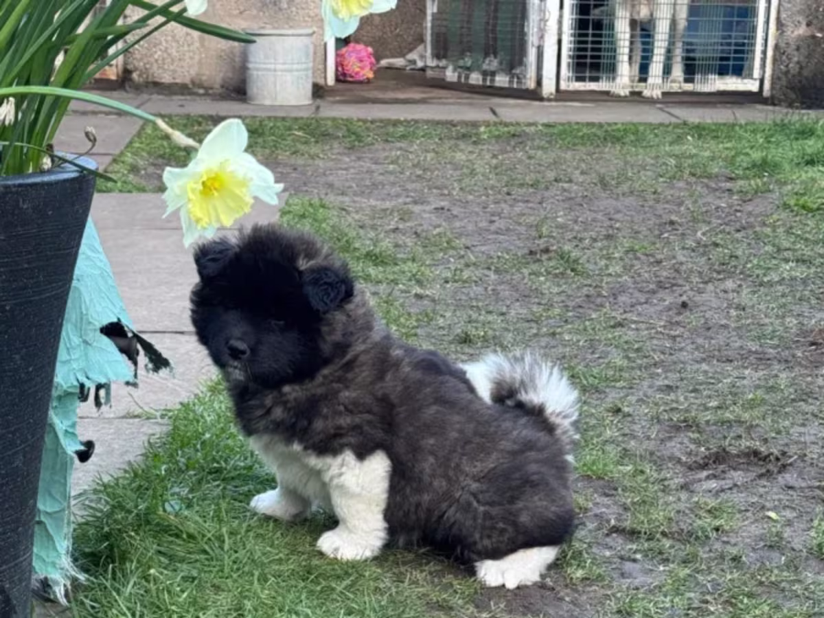 Kc reg Akita puppies