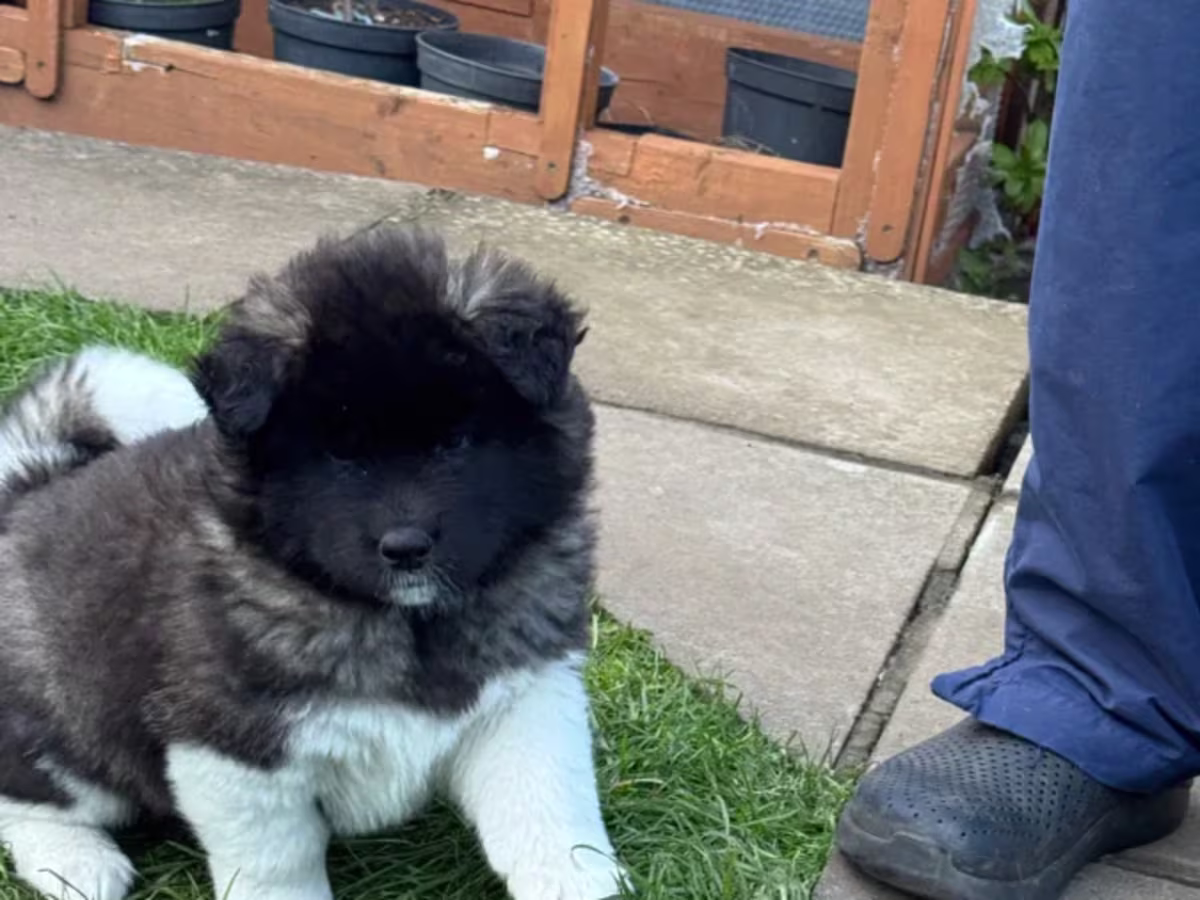 Kc Reg Akita Puppies