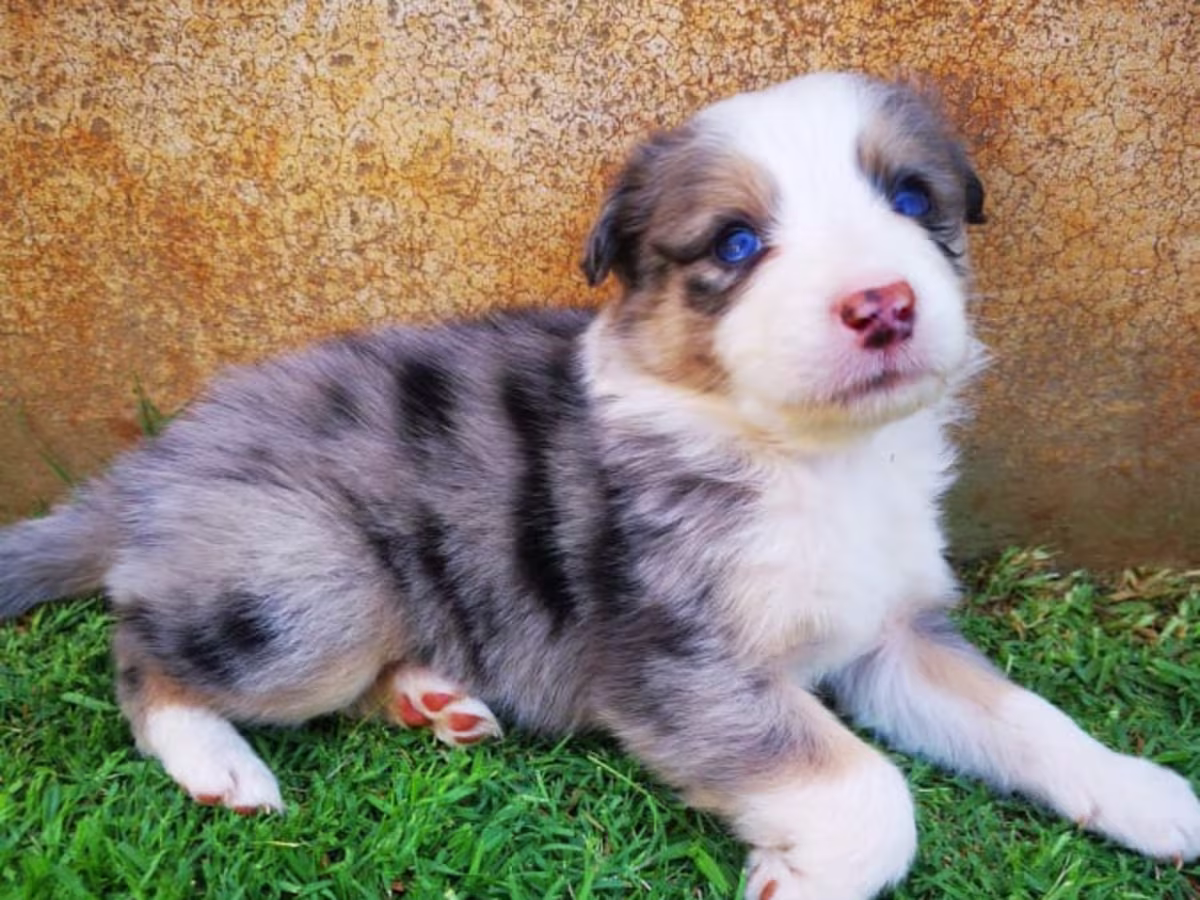 Australian Shepherd puppy's