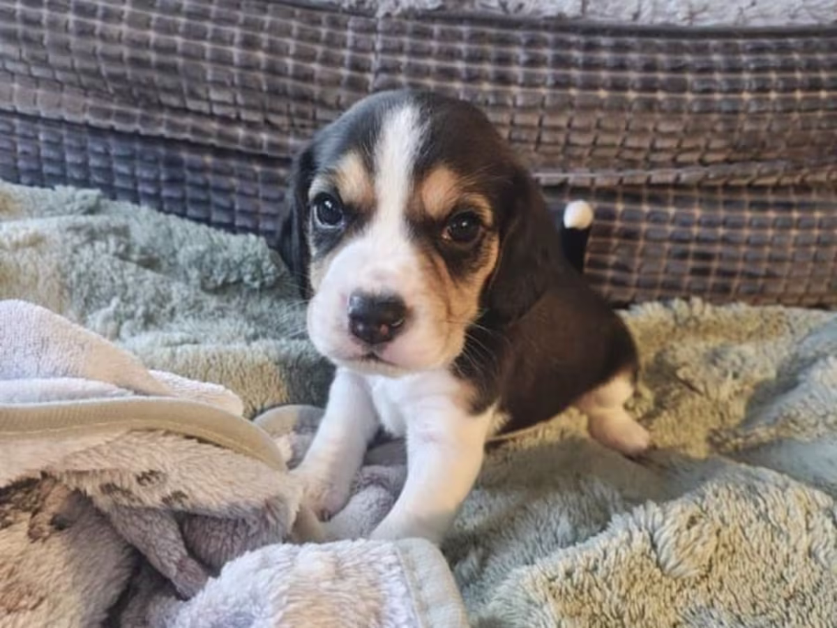 Kc registered beagles