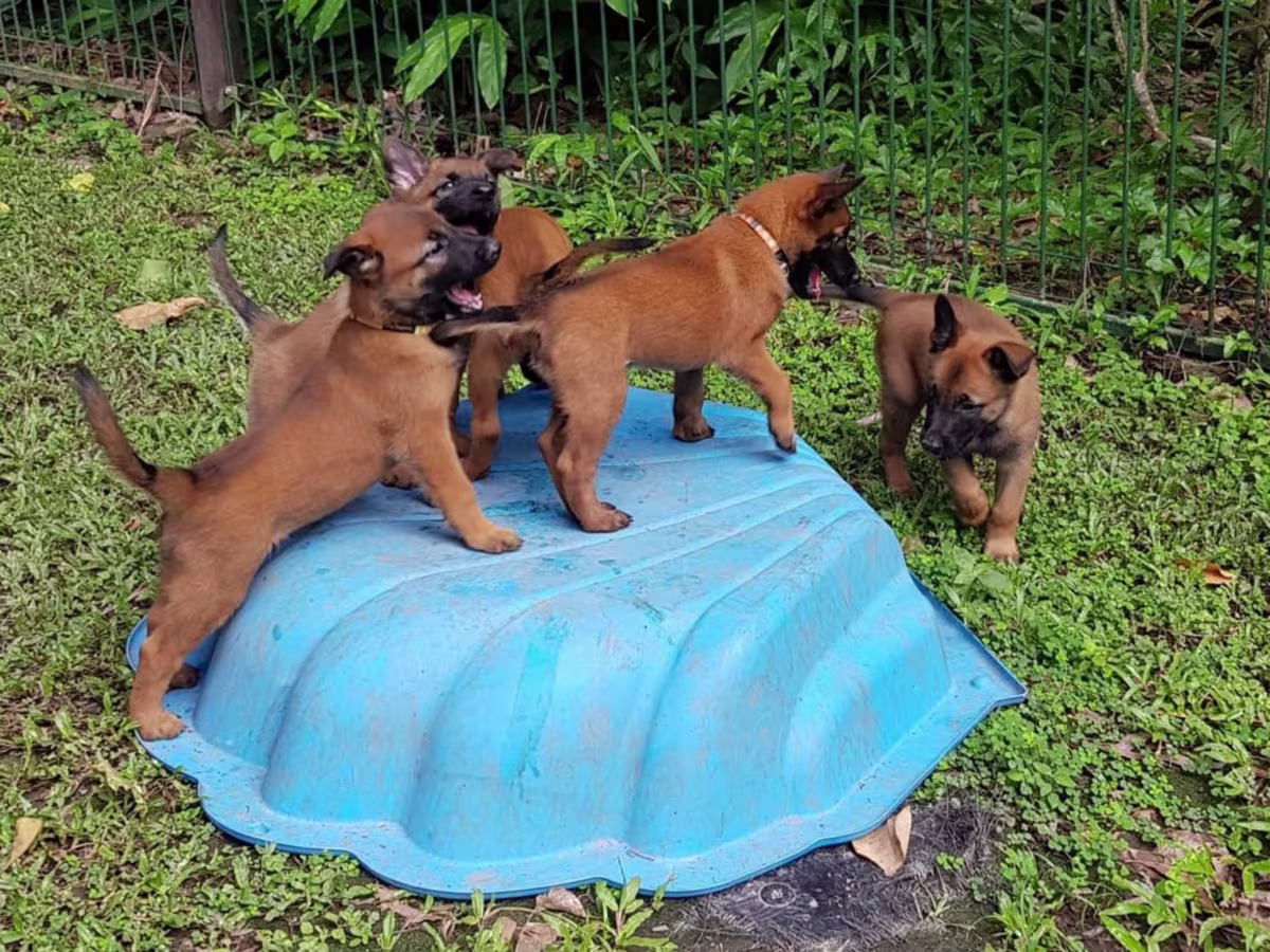 Belgian Malinois puppies