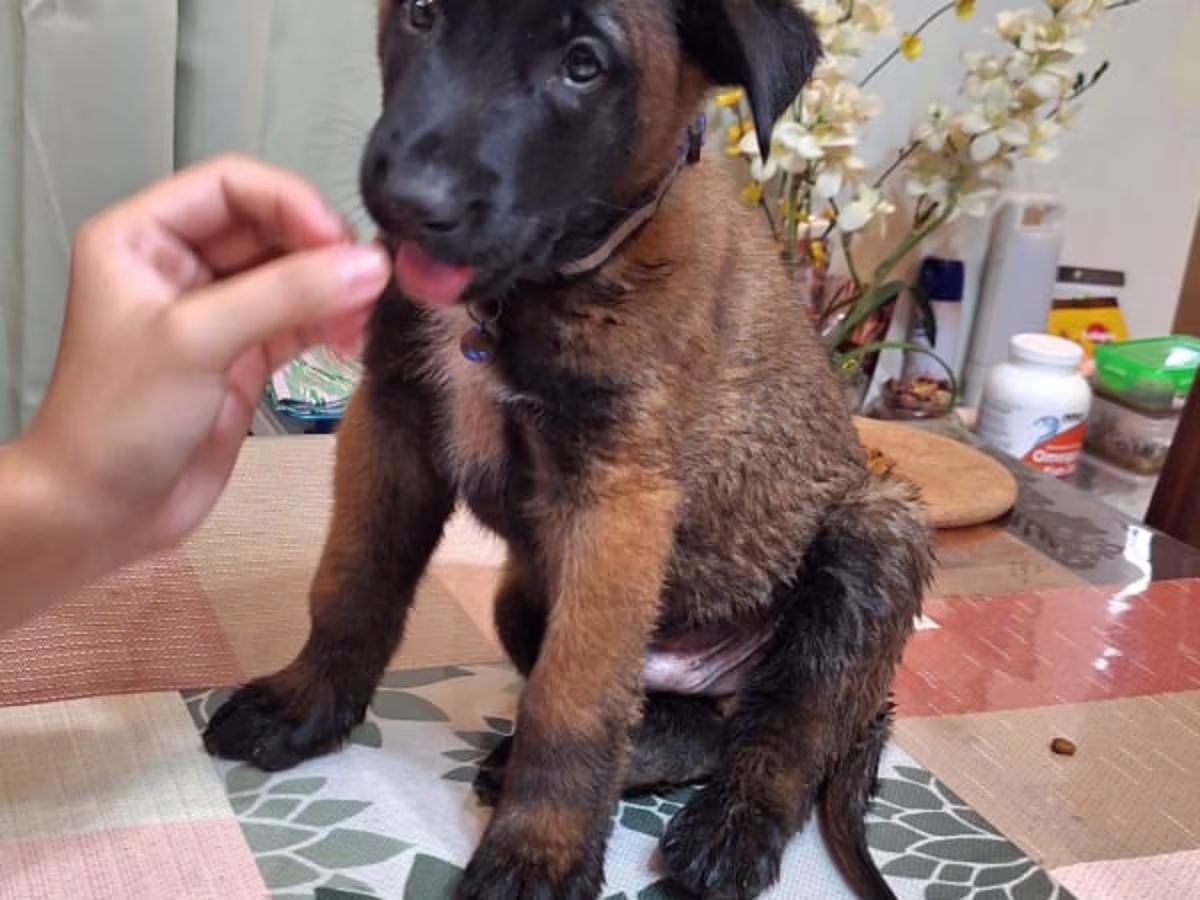San Antonio Zambales,Malinois Puppies looking for new home