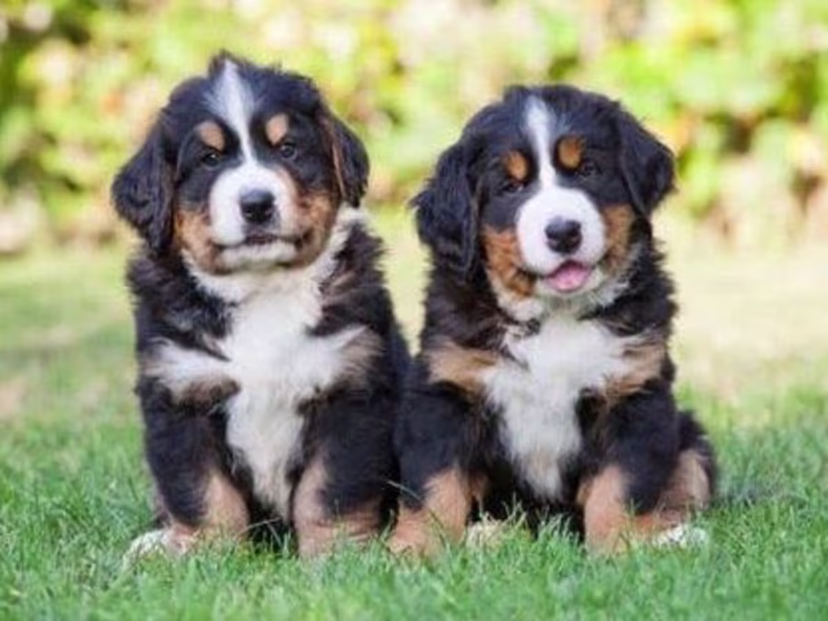 Bernese Mountain Puppies