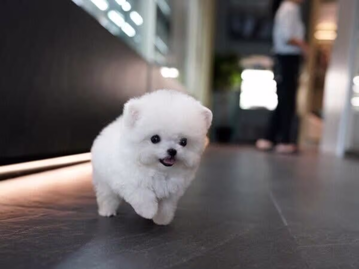 Exquisite Bichon Frise Puppies
