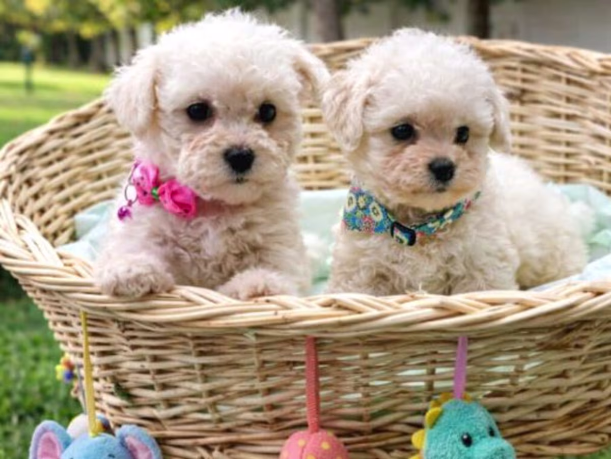 Bichon frise puppies WhatsApp:( +63-945-135-8253 )