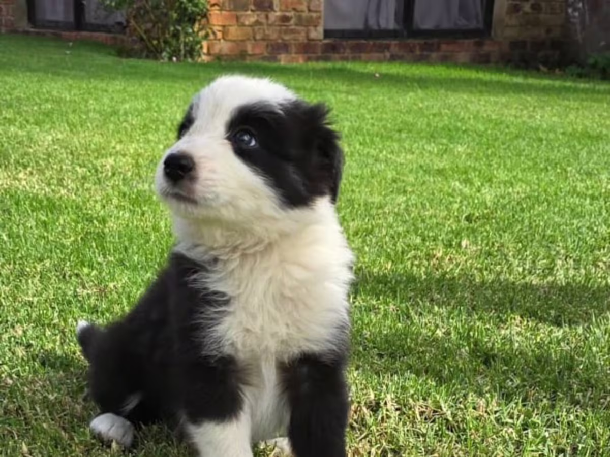 Boarder collie puppies
