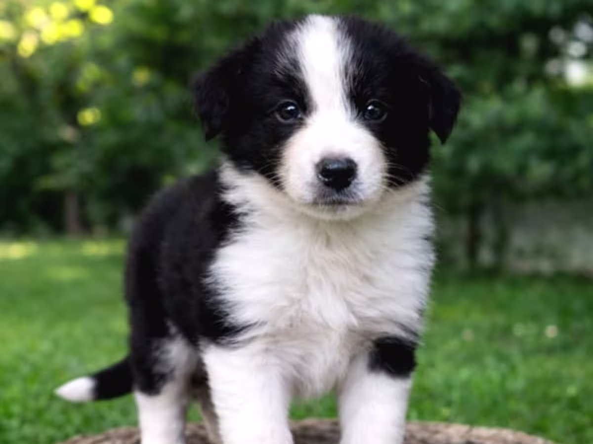 Border Collie puppies WhatsApp:( +63-945-135-8253 )