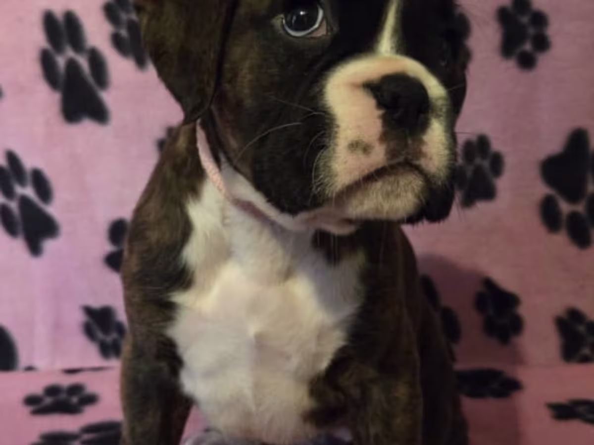 KC Reg Boxer Puppies
