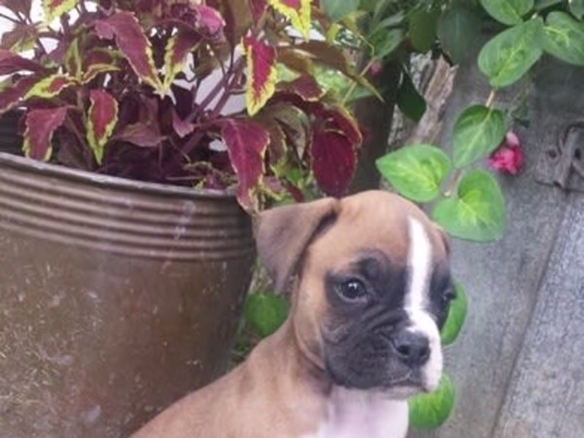 Amazing Micro Teacup Boxer Pups Contact email: mercymillo38@gmail.com