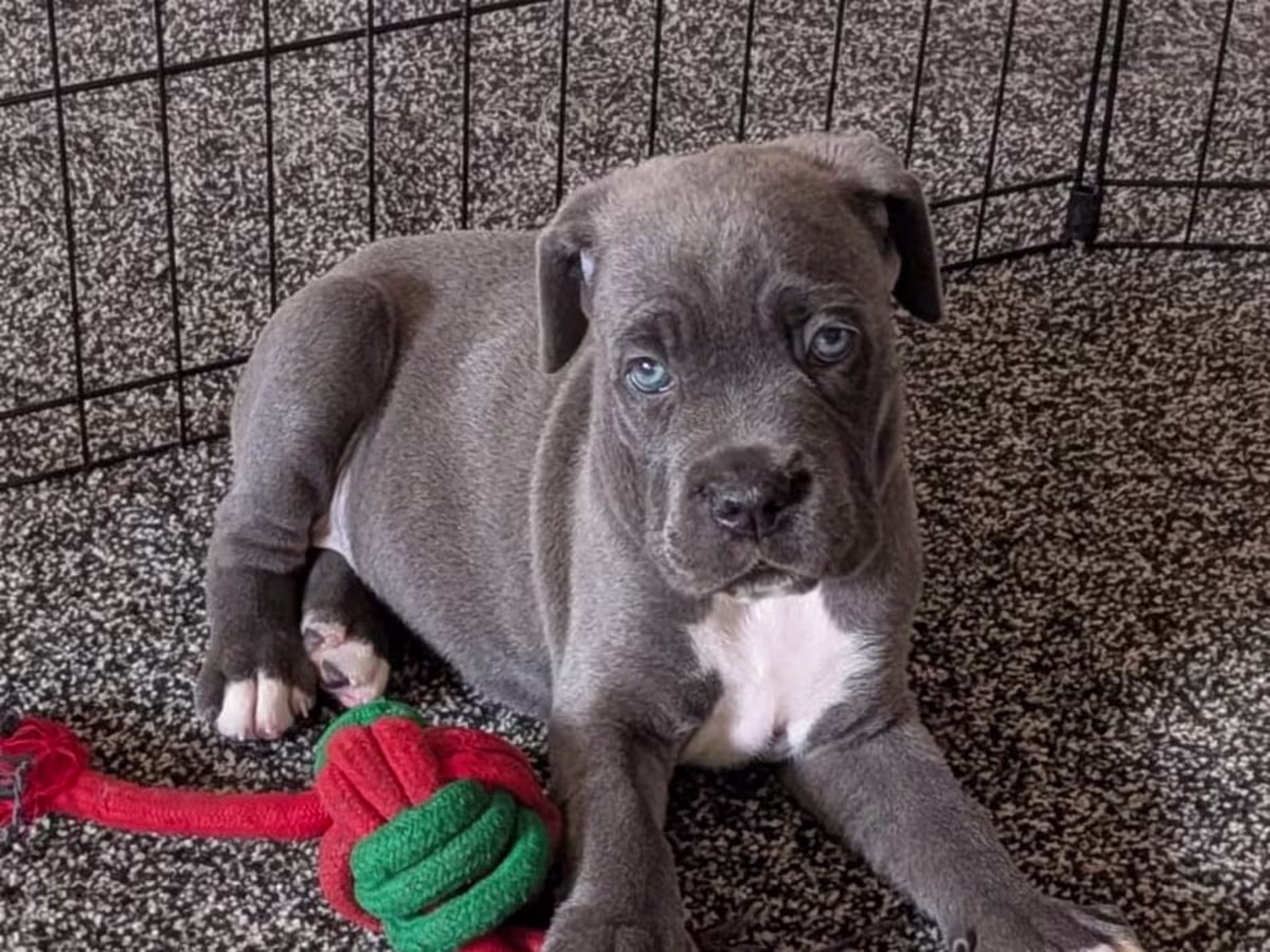 Cane Corso Puppies